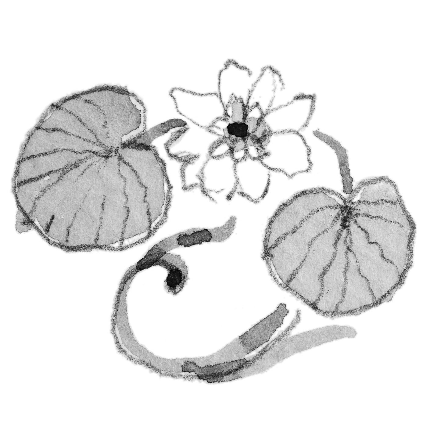 ウォーターリリーオブジュライ(7月の誕生花)